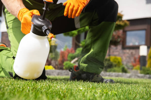 Best Affordable Pest Control Services  in Welch, WV